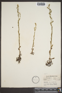 Myosotis macrosperma image