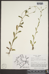 Myosotis macrosperma image