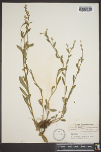 Myosotis macrosperma image