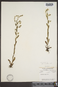 Myosotis macrosperma image