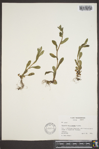 Myosotis macrosperma image