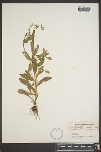 Myosotis macrosperma image