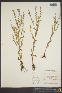 Myosotis verna image