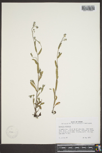 Myosotis arvensis image