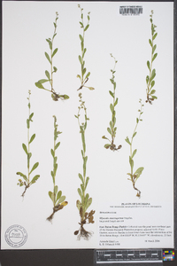 Myosotis macrosperma image