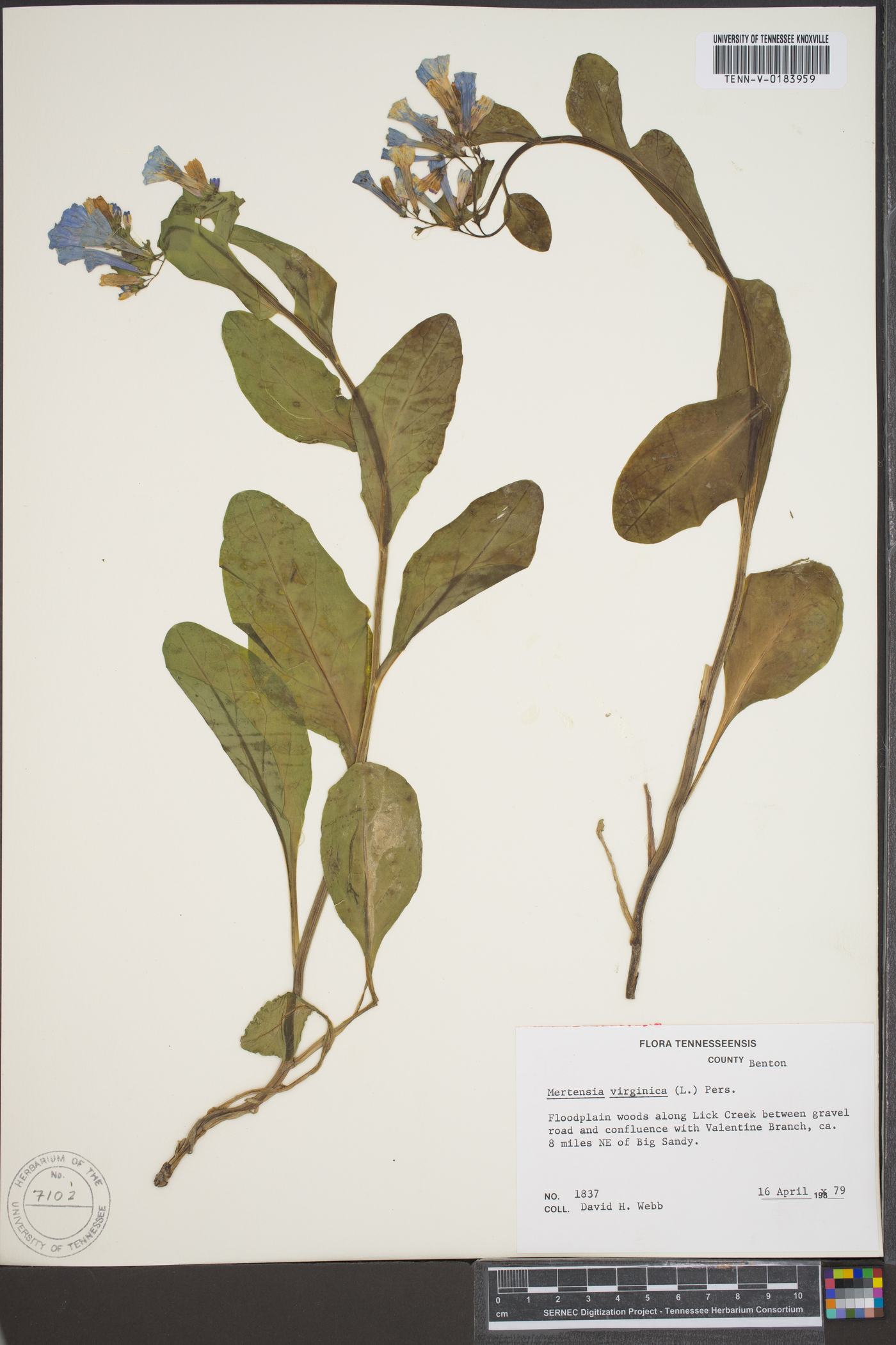 Myosotis virginiana image