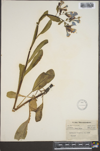 Myosotis virginiana image