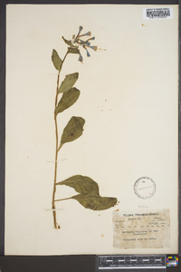 Myosotis virginiana image