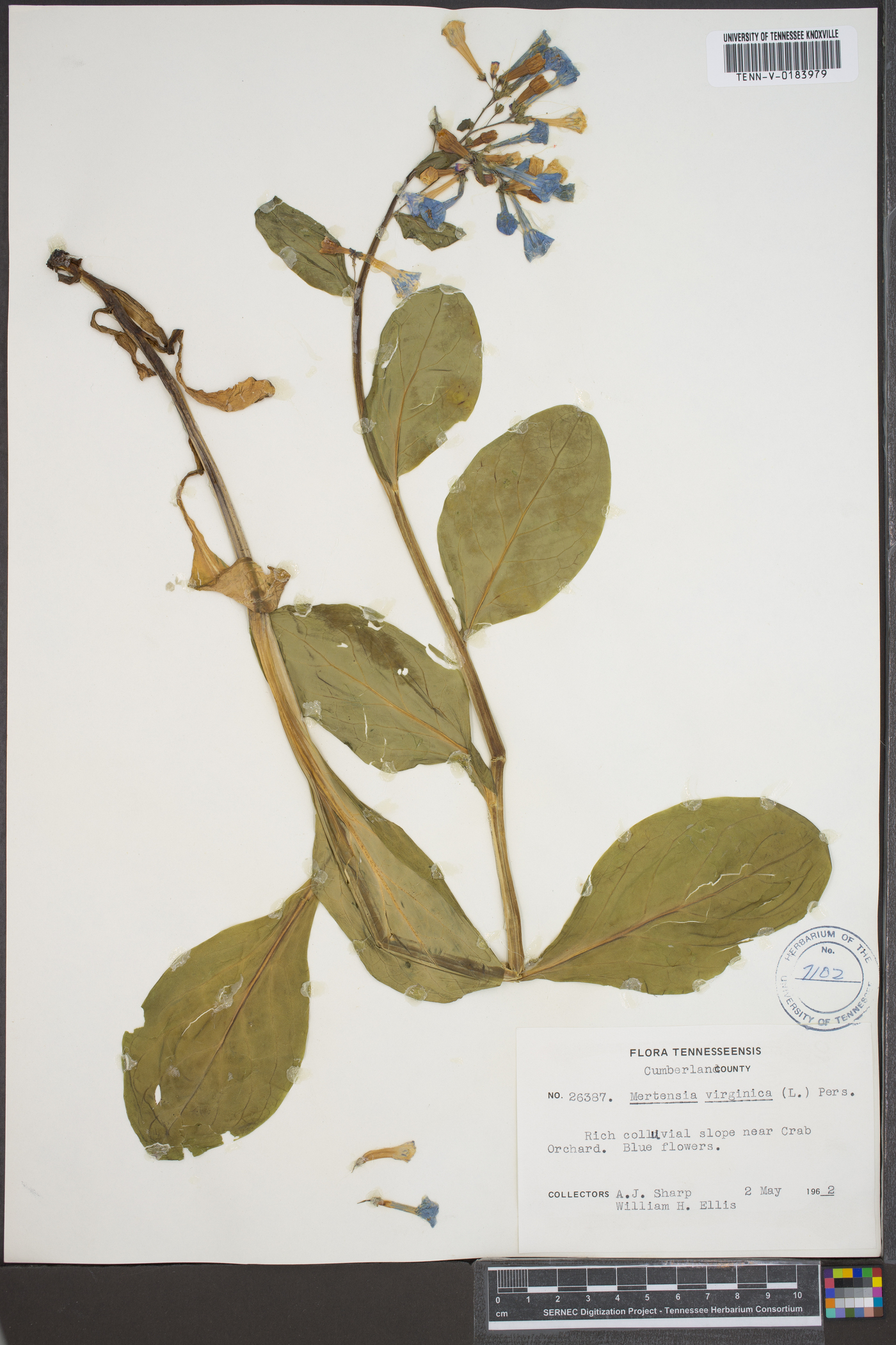 Myosotis virginiana image