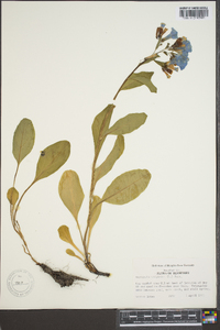 Myosotis virginiana image