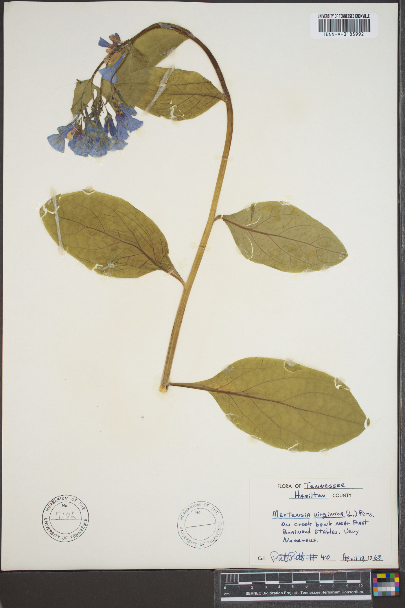 Myosotis virginiana image