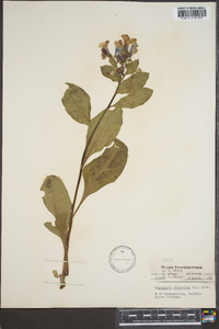 Myosotis virginiana image