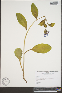 Myosotis virginiana image