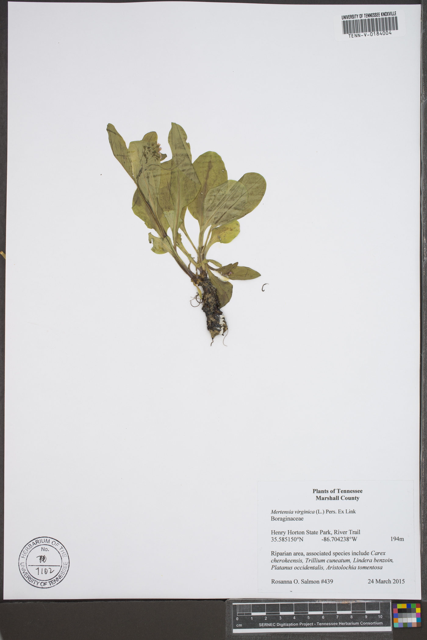 Myosotis virginiana image