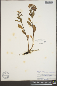 Myosotis virginiana image