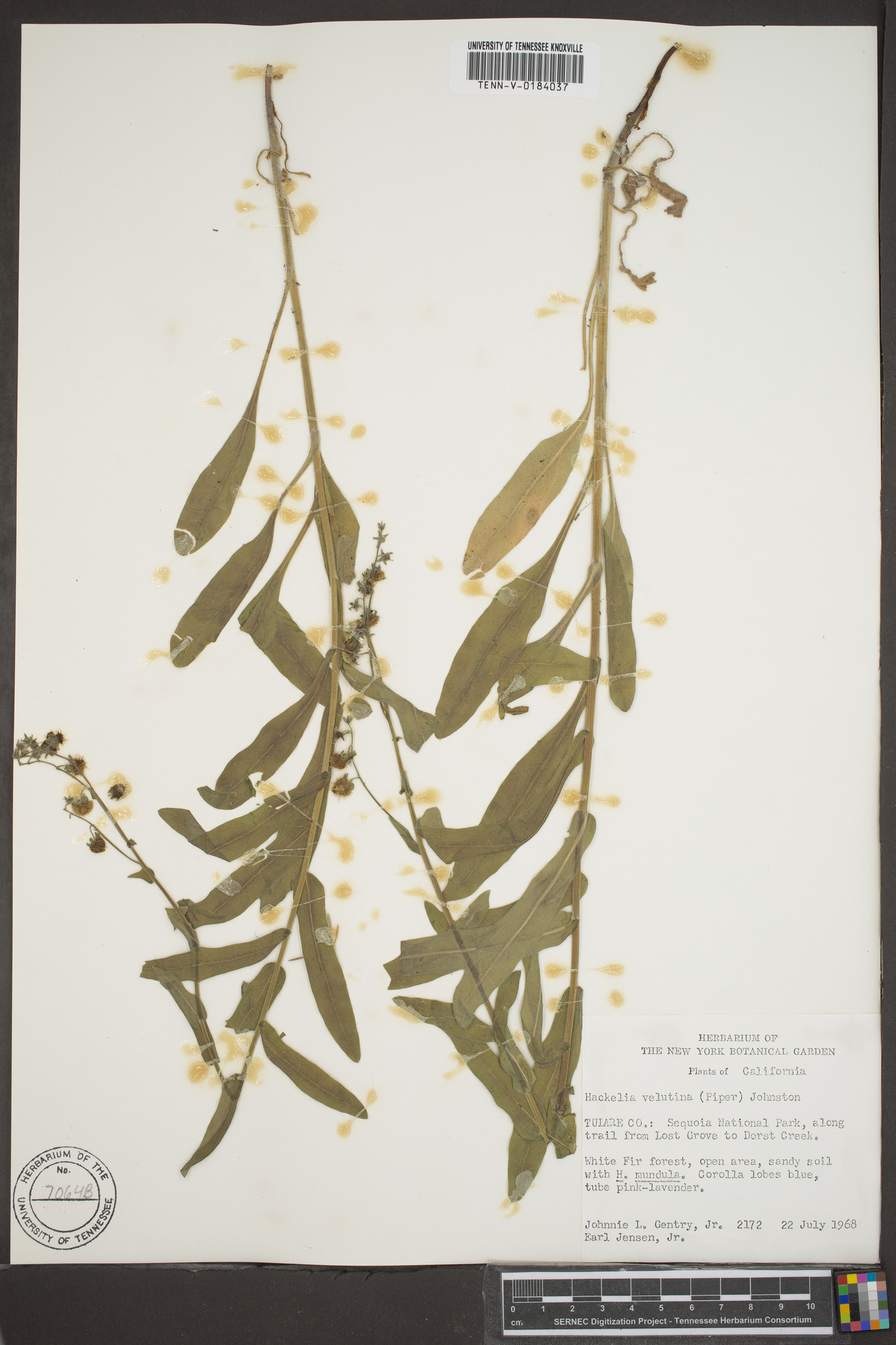 Hackelia velutina image