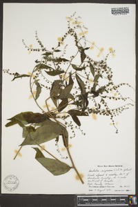 Hackelia virginiana image