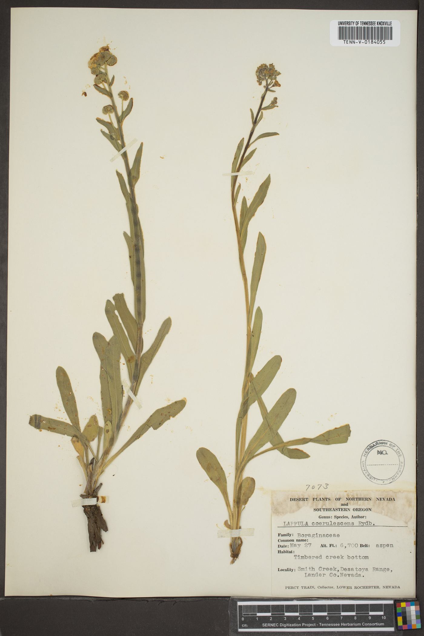 Hackelia coerulescens image