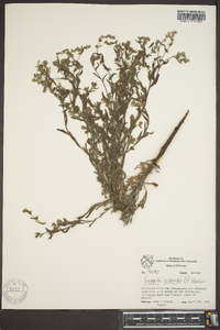 Lappula occidentalis var. occidentalis image