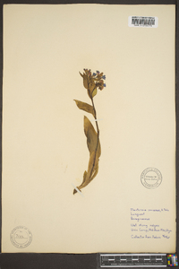 Mertensia coriacea image