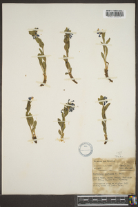 Mertensia coriacea image