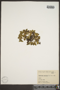 Mertensia maritima image