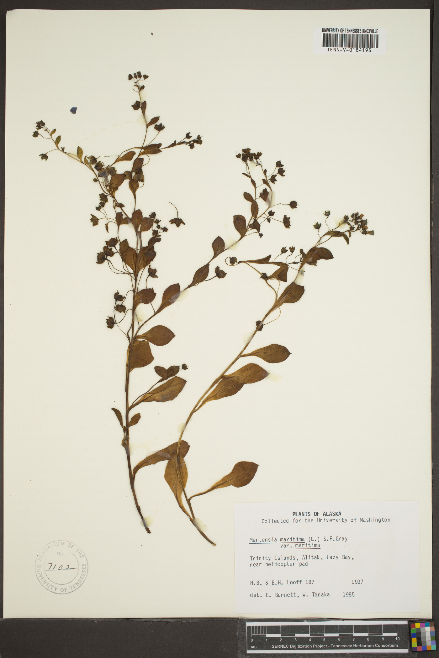 Mertensia maritima var. maritima image