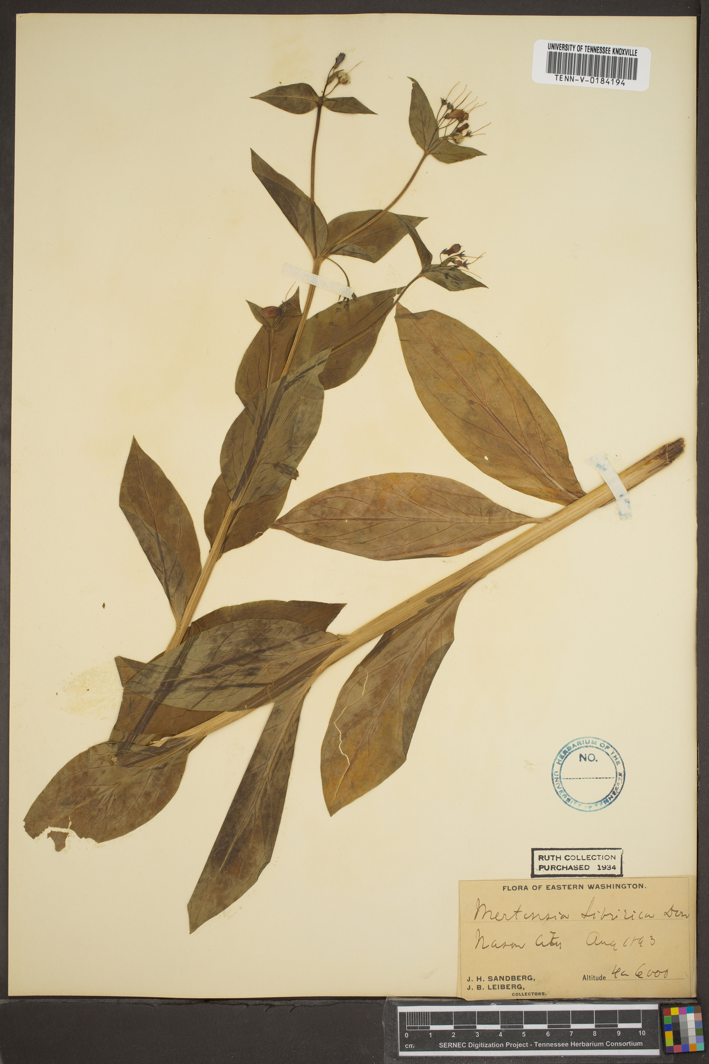 Mertensia sibirica image