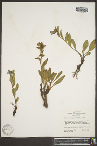 Mertensia oblongifolia image