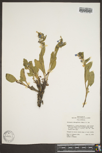 Mertensia oblongifolia image