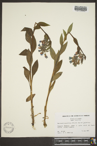 Mertensia paniculata var. paniculata image