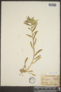 Buglossoides arvensis image