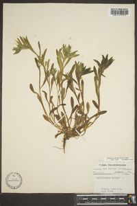 Buglossoides arvensis image