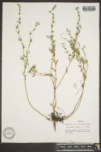 Buglossoides arvensis image