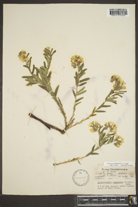 Lithospermum canescens image