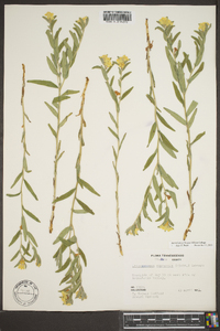 Lithospermum canescens image