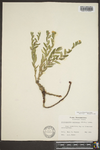 Lithospermum canescens image