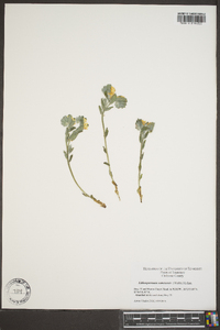 Lithospermum canescens image