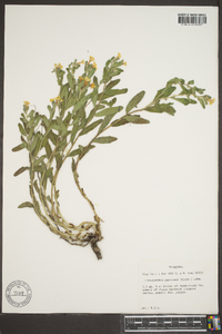 Lithospermum canescens image