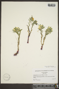 Lithospermum canescens image