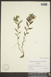 Lithospermum canescens image