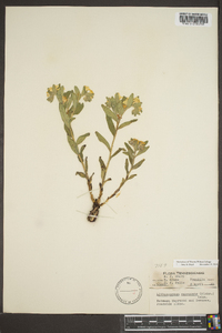 Lithospermum canescens image