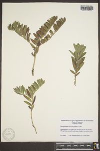 Lithospermum canescens image