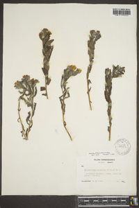 Lithospermum canescens image