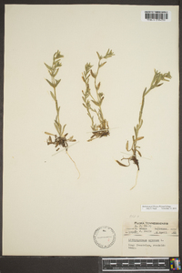 Lithospermum canescens image