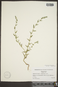 Lithospermum canescens image