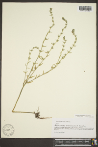 Lithospermum canescens image