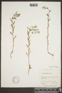 Lithospermum canescens image