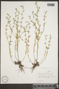 Lithospermum canescens image