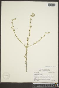 Lithospermum canescens image